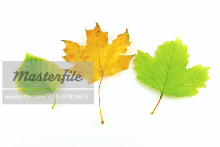 Color autumn leaves of birch and maple over white