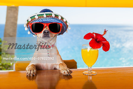 funny cool chihuahua dog drinking cocktails at the bar in a  beach club party with ocean view