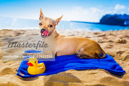 chihuahua dog at the ocean shore beach with yellow rubber duck while resting on blue towel