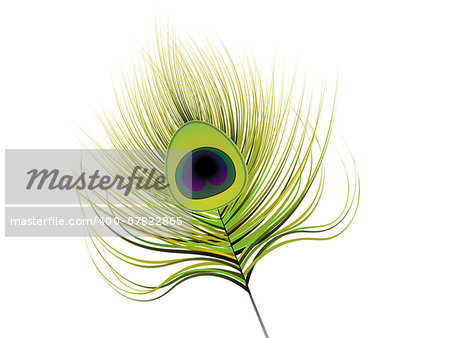 abstract artistic peacock feather vector illustration