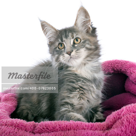portrait of a purebred maine coon kitten on a white background portrait of a purebred maine coon kitten on a white background
