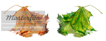 Dry orange and green maple-leaf. Isolated on white background