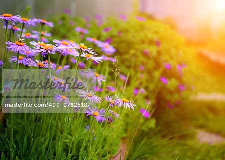 Summer garden with purple flowers and green plants