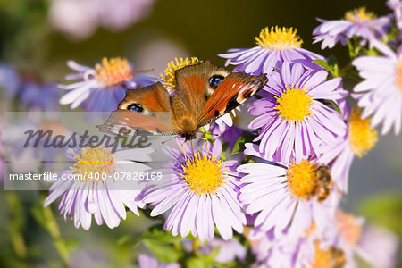 An image of a nice butterfly Aglais io