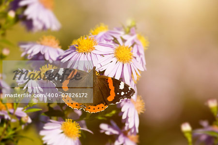 An image of a nice butterfly Vanessa atalanta