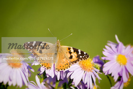 An image of a nice butterfly Vanessa cardui