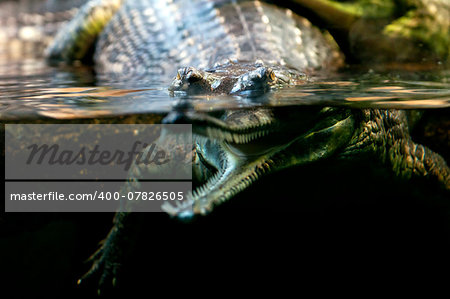 Gharial (called also gavial and fish-eating crocodile)