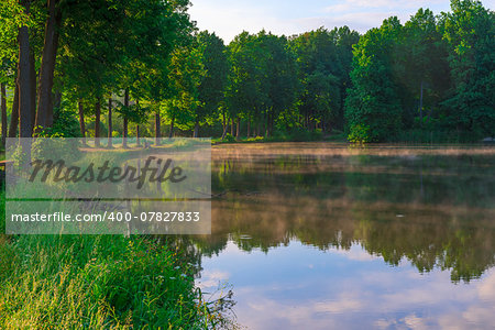 sunny morning in a summer forest and beautiful lake
