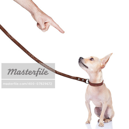 chihuahua dog ready for a walk with owner , punished by the owner