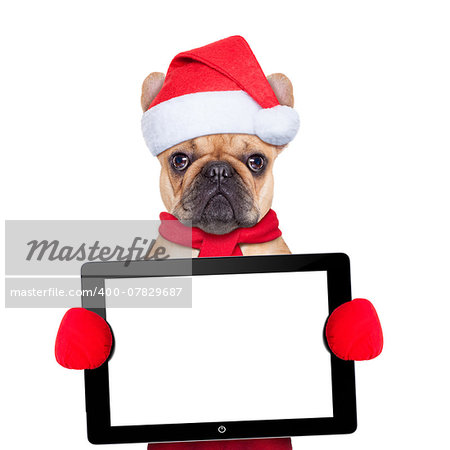 Santa claus christmas dog wearing a hat holding a touchpad or tablet pc , isolated on white background