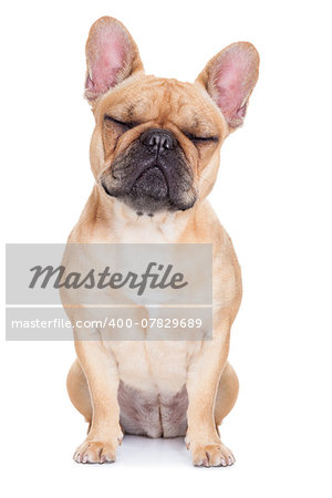 fawn french bulldog with closed eyes sitting and resting on white isolated background