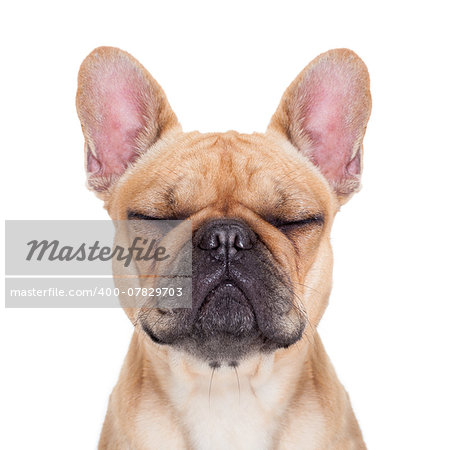 fawn french bulldog with closed eyes sitting and resting on white isolated background