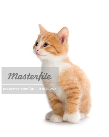 Cute orange kitten looking up on a white background.