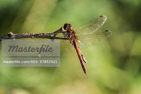 common darter dragonfly at rest on a twig, Sympetrum striolatum