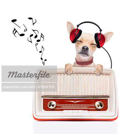 chihuahua dog listening music, while relaxing and enjoying the sound of an old retro radio, isolated on white background