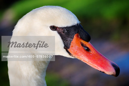 Beautifuil portrait of a wild mute swan (Cygnus olor)