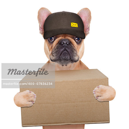 postman  french bulldog holding a shipping box , isolated on white background