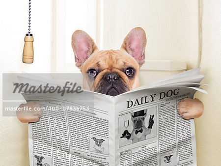 fawn french bulldog dog sitting on toilet and reading magazine