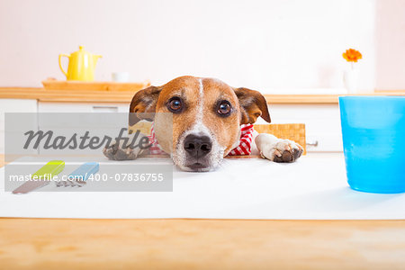 jack russell dog sitting at table begging to eat , tablecloths included