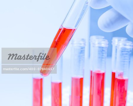 hand in blue glove is holding test tube with red liquid in laboratory on white table