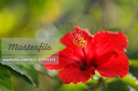 Hibiscus