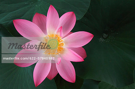 Lotus