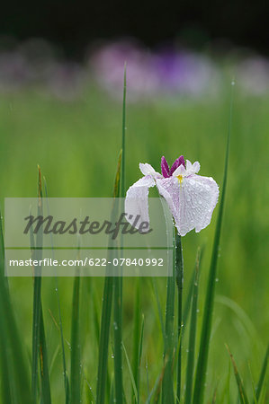 Japanese Iris