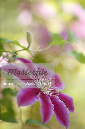 Clematis Clematis