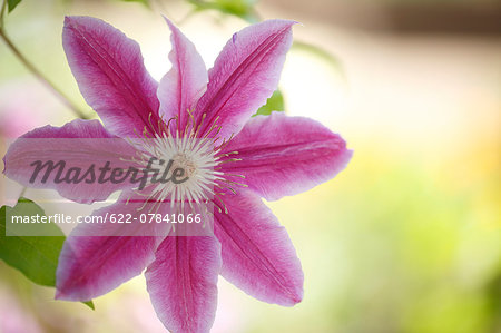 Clematis Clematis