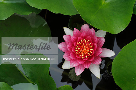 Water Lily