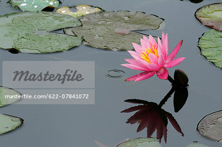Water Lily Water Lily