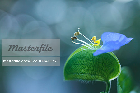 Asiatic Dayflower