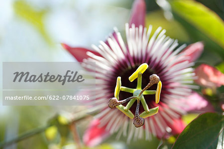Passion Flower Passion Flower