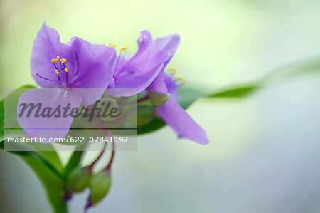 Lilac Lilac