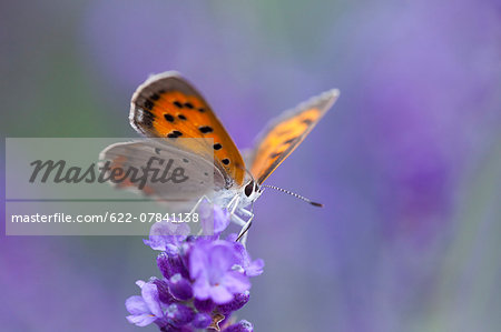 Small Copper