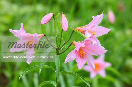 Lilium Rubellum