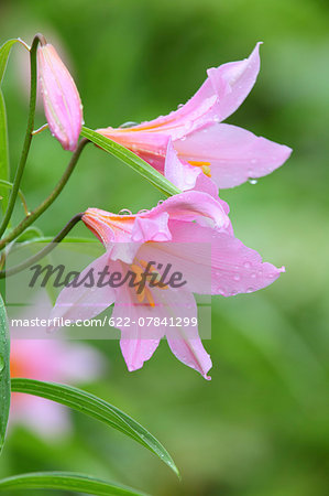 Lilium Rubellum Lilium Rubellum