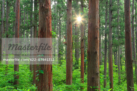 Green forest