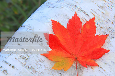 Autumn leaf Autumn leaf
