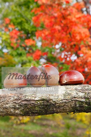 Chestnuts Chestnuts