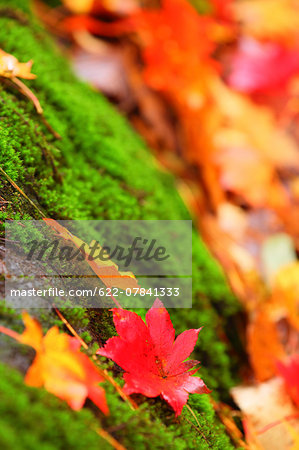 Autumn leaves Autumn leaves