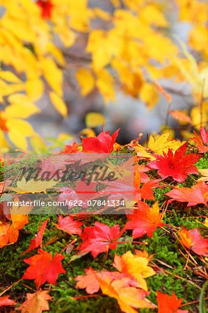 Autumn leaves Autumn leaves