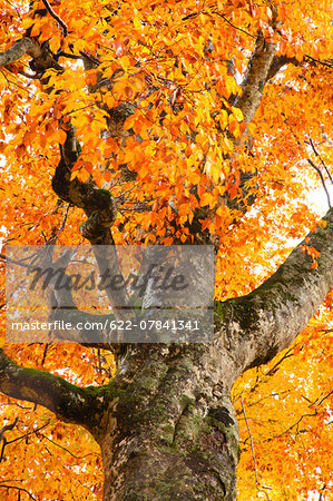 Autumn colors, Aomori Prefecture, Japan