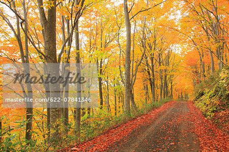 Autumn colors, Aomori Prefecture, Japan Autumn colors, Aomori Prefecture, Japan