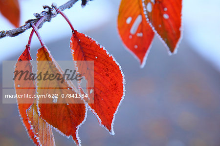 Autumn leaves