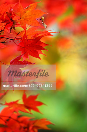 Autumn leaves Autumn leaves