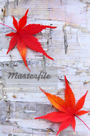 Autumn leaves Autumn leaves