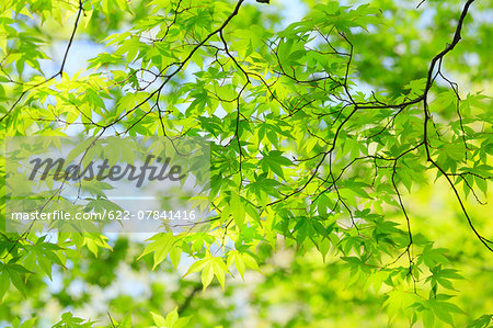 Green leaves