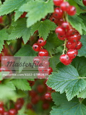 Close-up of redcurrants