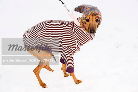 Greyhound wearing clothes, studio shot